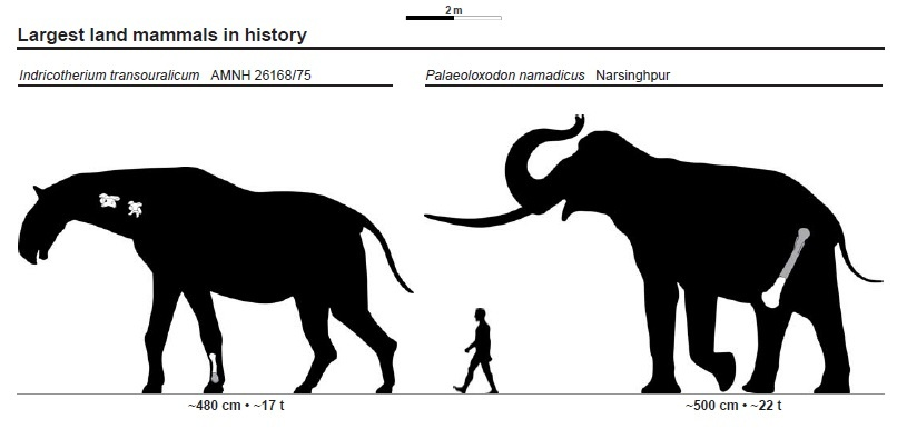Азиатский прямобивневый слон: Титан, претендующий на звание крупнейшего наземного млекопитающего! Был в 2 раза больше современных слонов1
