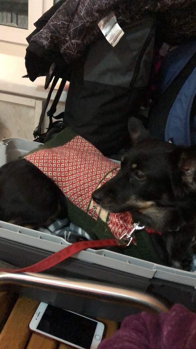 Ждали очень долго, сделали из переноски лежанку. 