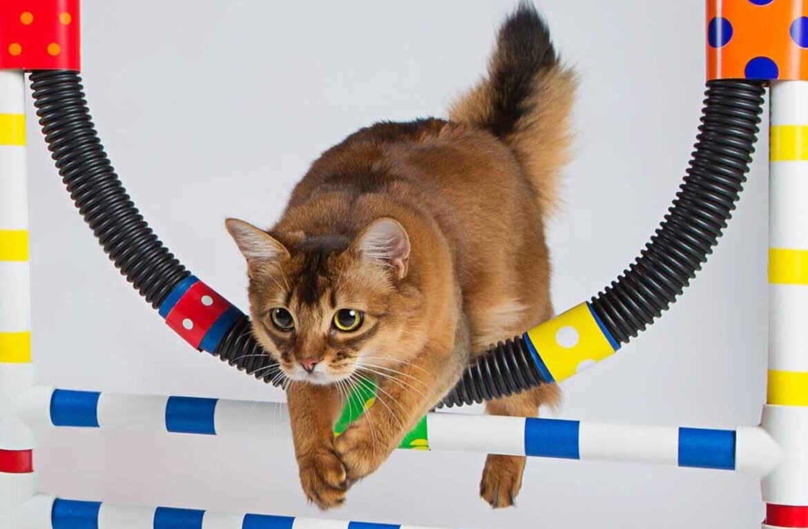 Источник фото - https://aroundpet.ru/