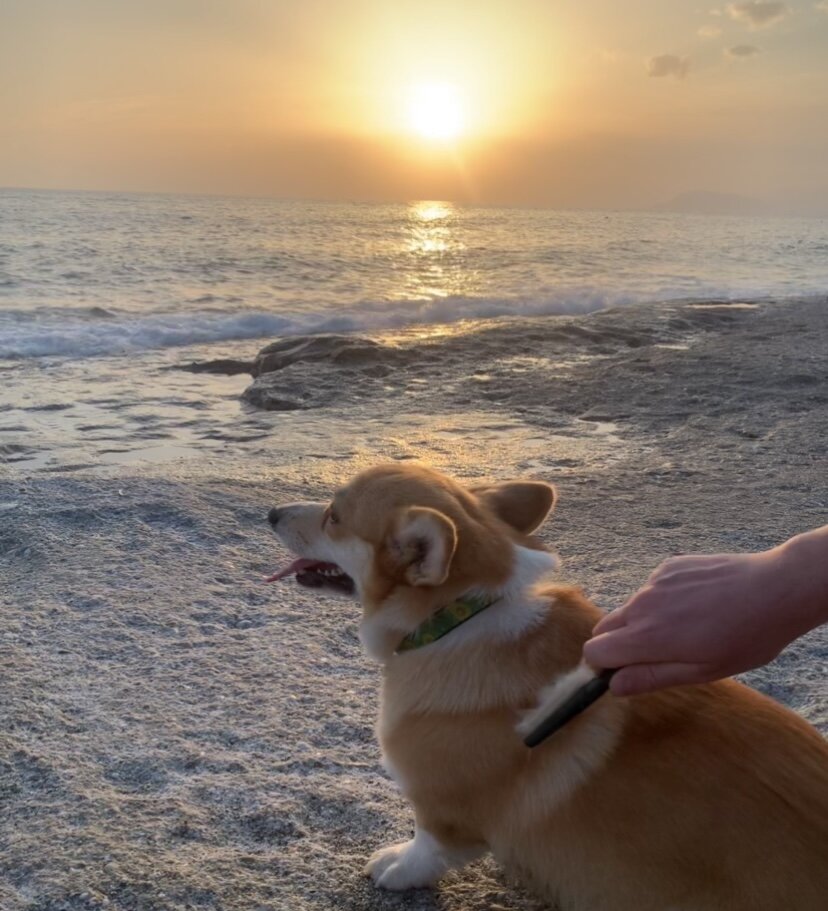 Вычесывание на закате.
