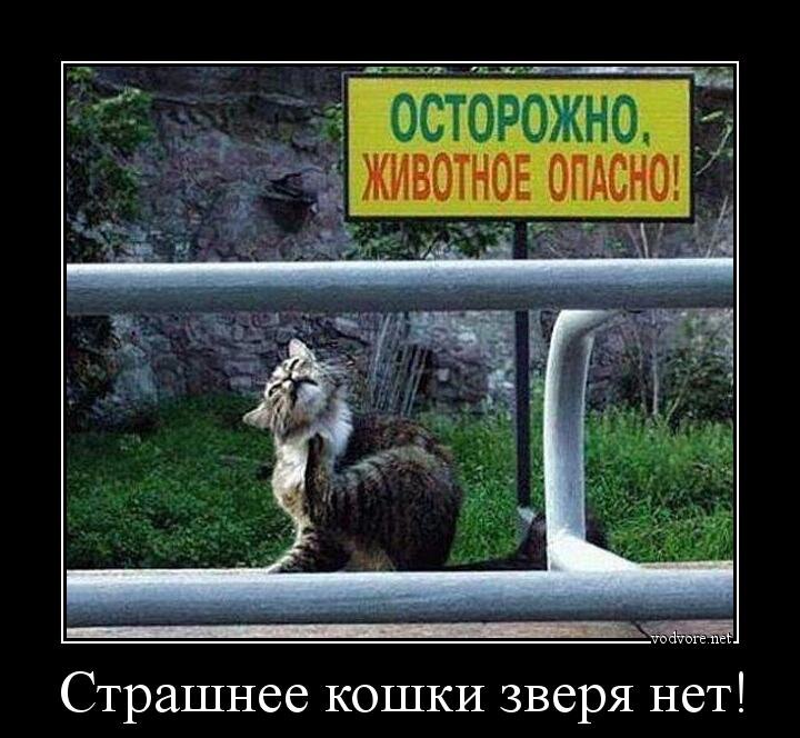 Картинка из интернета