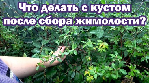 Как обработать жимолость после сбора урожая?