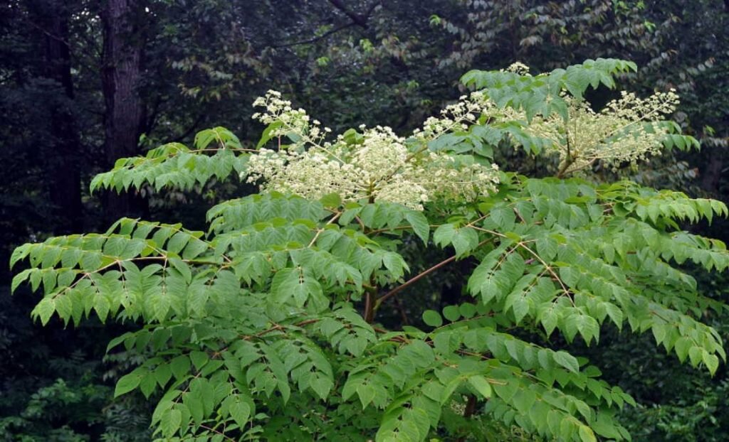 Восток корень. Аралия маньчжурская. Аралия высокая (Aralia elata). Аралия маньчжурская кустарник. Аралия Дальневосточная.