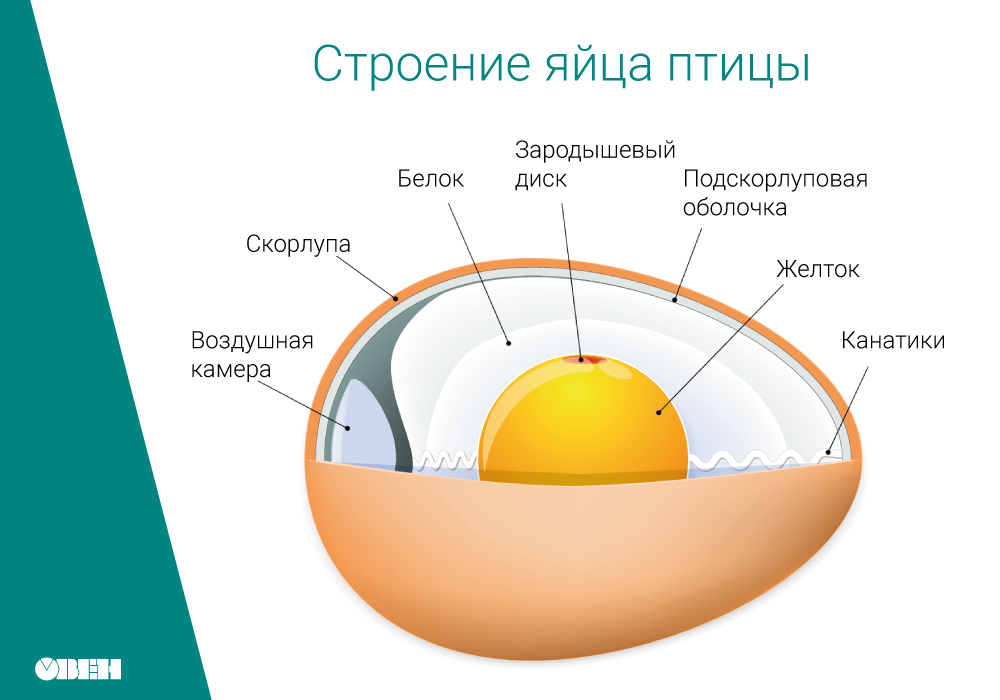 Как выводить цыплят в инкубаторе