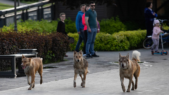 ФОТО: AKIMICHEVA OLGA/SHUTTERSTOCK.COM