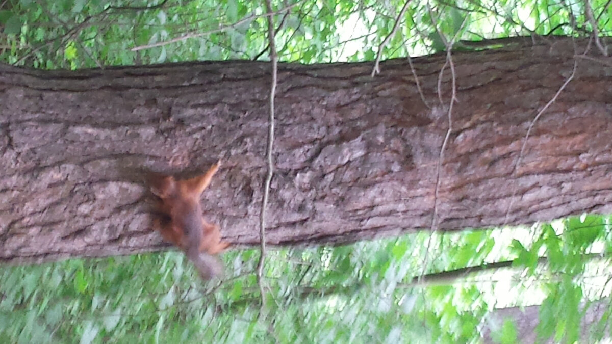 Белочка на нашей сосне