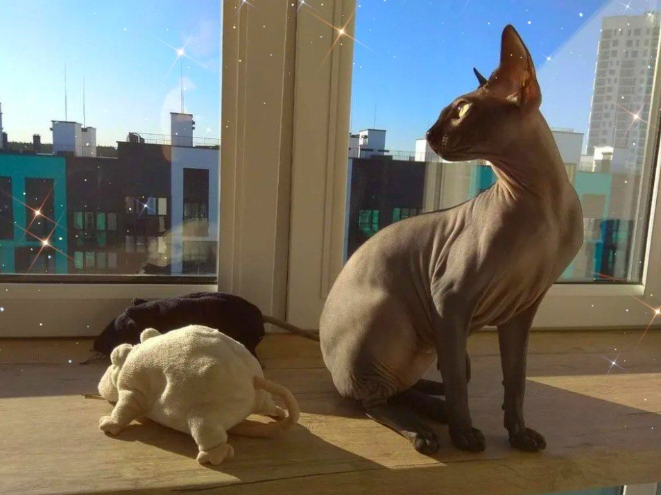 Кот Гоша