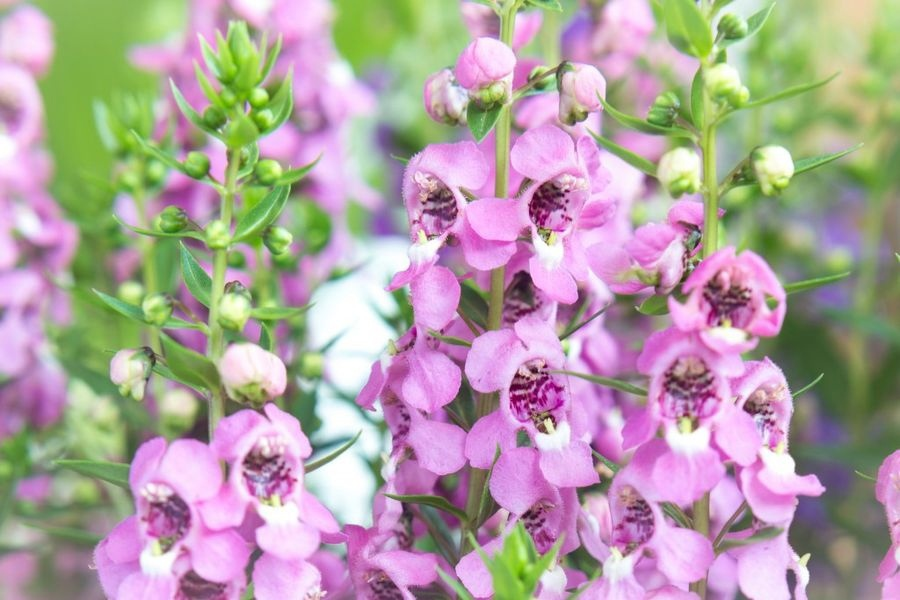 Angelonia angustifolia