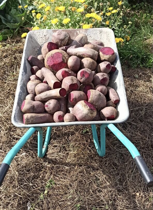 Урожай подписчицы Дачного агронома 