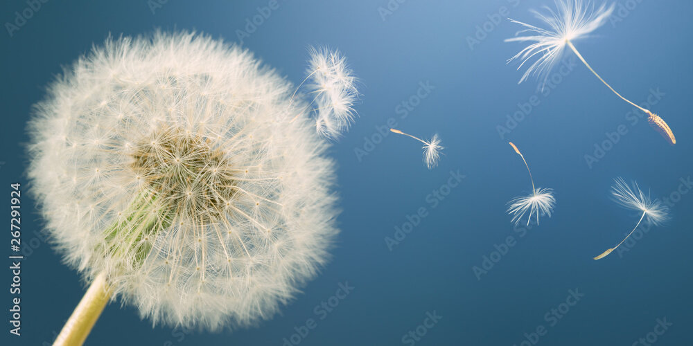 https://stock.adobe.com/ru/images/dandelion-releasing-seeds-abstract-work-panoramic/267291924