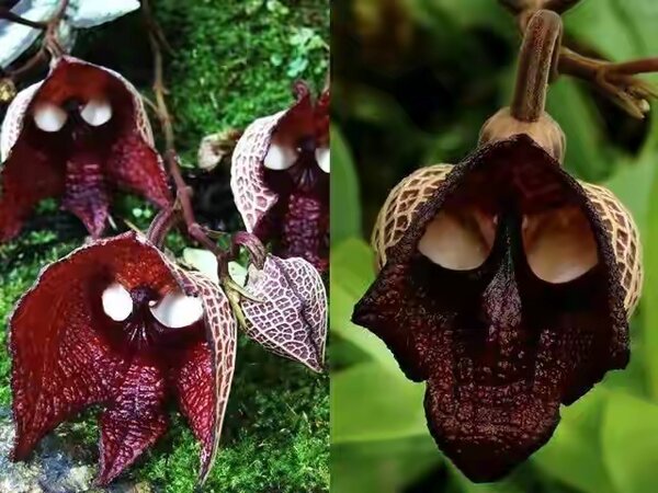 20 de plante cu aspect ciudat care există în natură