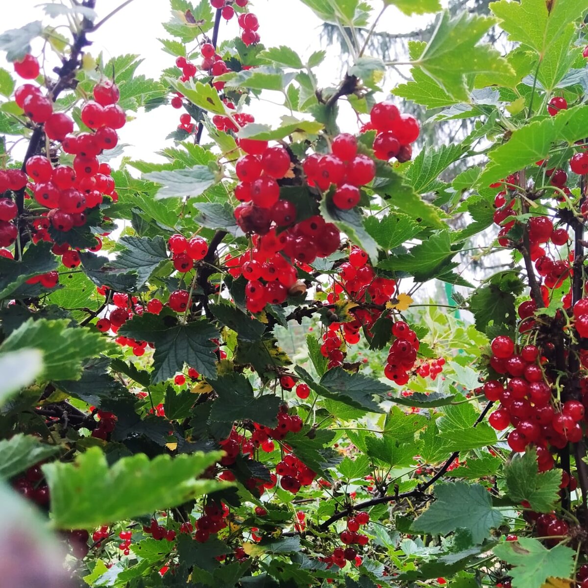 красная смородина