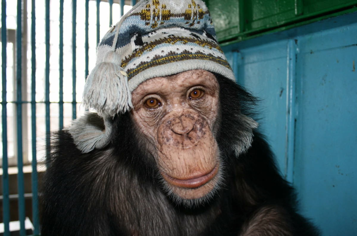 Источник изображения: https://krasivosti.pro/obezjany/58373-obezjana-v-kokoshnike.html