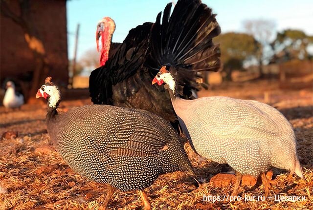 Выбор птицы для разведения: индейка или цесарка? Преимущества и недостатки каждой породы