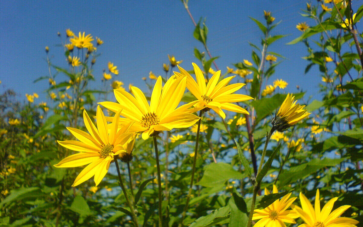 Топинамбур Helianthus tuberosus