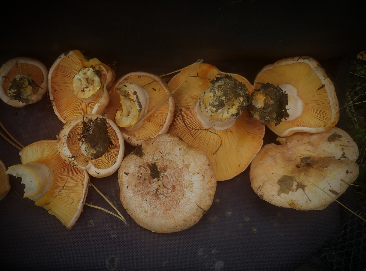 Пятиминутная прогулка удалась. Фото автора