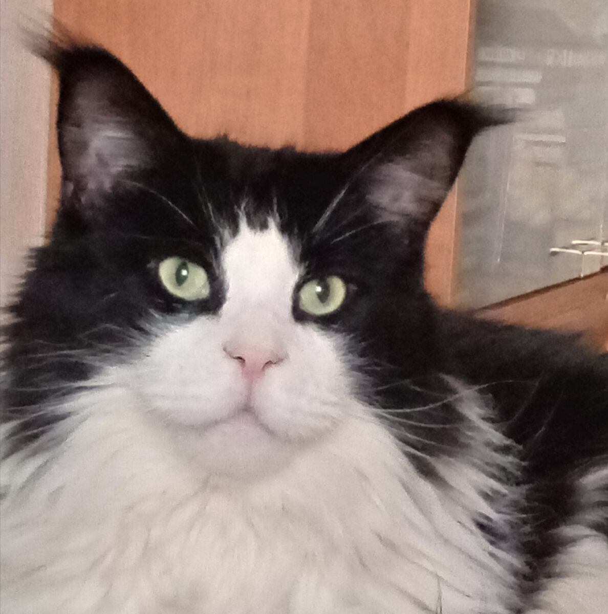 Это наш Дикси