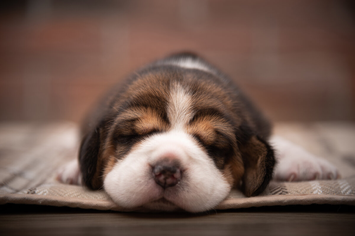 Щенок питомника "ГУД СТОРИ"