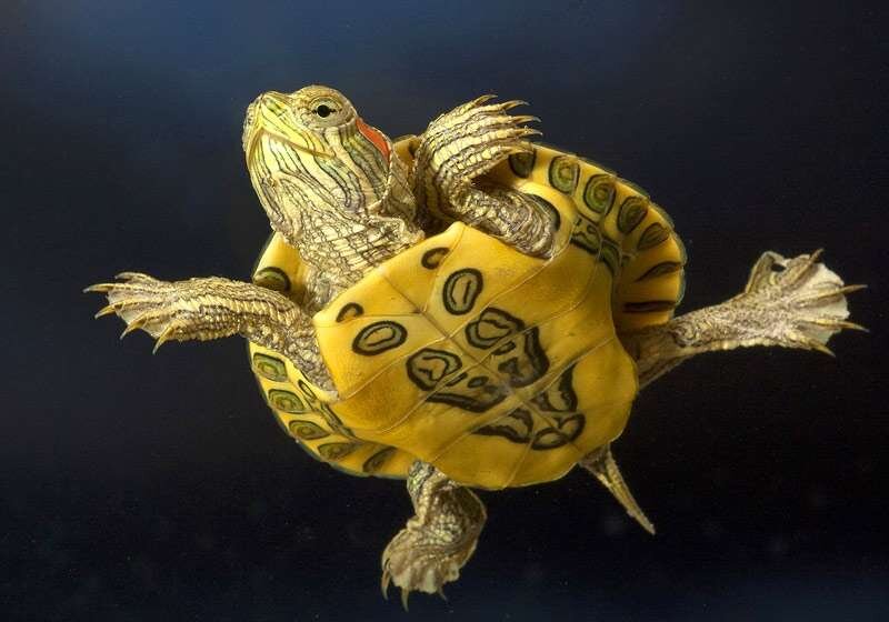 Некоторые черепахи могут прожить больше 150 лет