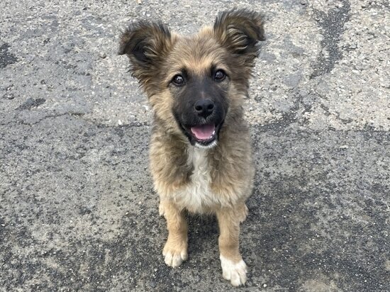     фото пресс-службы Госветслужбы края