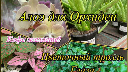 ОБИ❗️Цветочный тролль. Глаза разбегаются 🤩 Алоэ для Орхидей. Кофе желаете? ☕️🪴