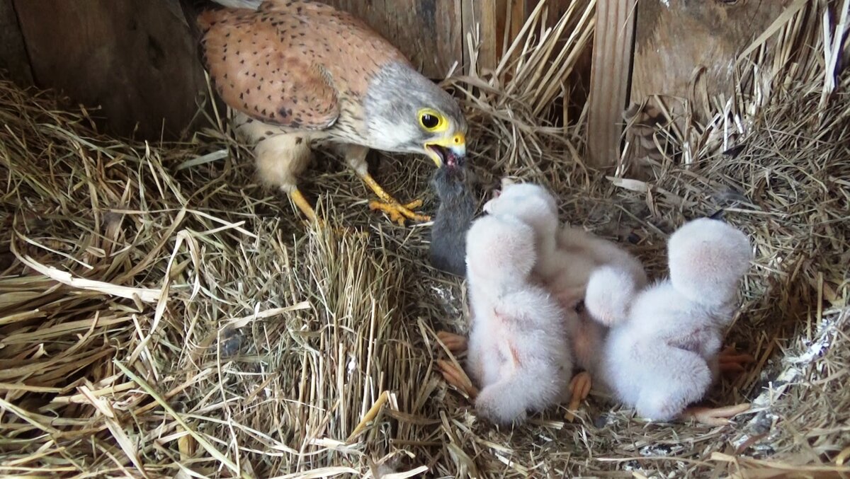 Пустельга птенец. Яйца пустельги. Птички и Грызуны. Useful Birds.