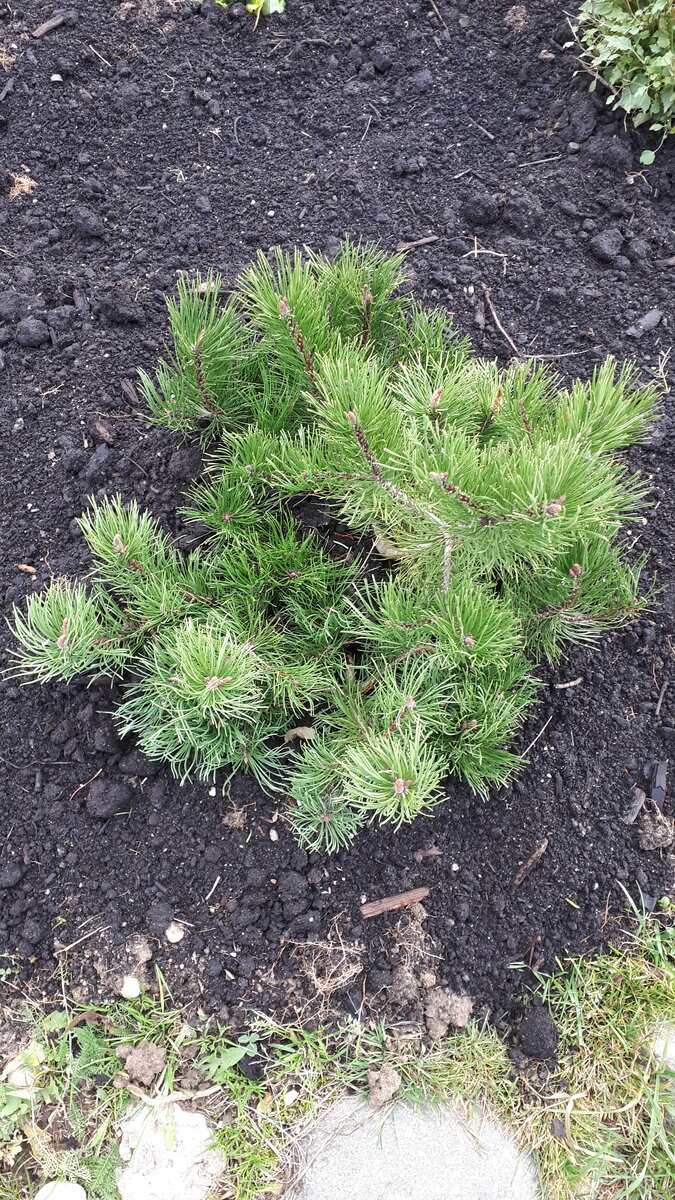 Сосна горная