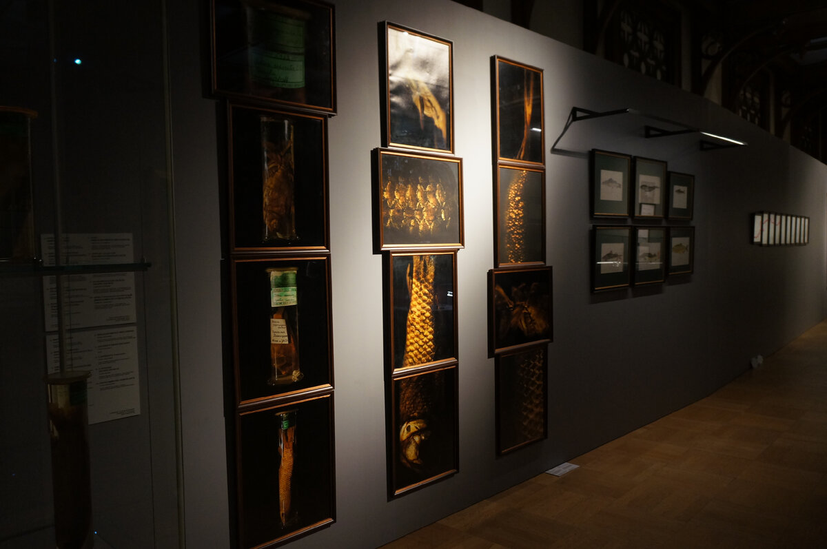 выставка экспедиции. арктический салон. выставка с арктической тематикой. выставка экспедиция витуса беринга. выставка фотографий в москве.