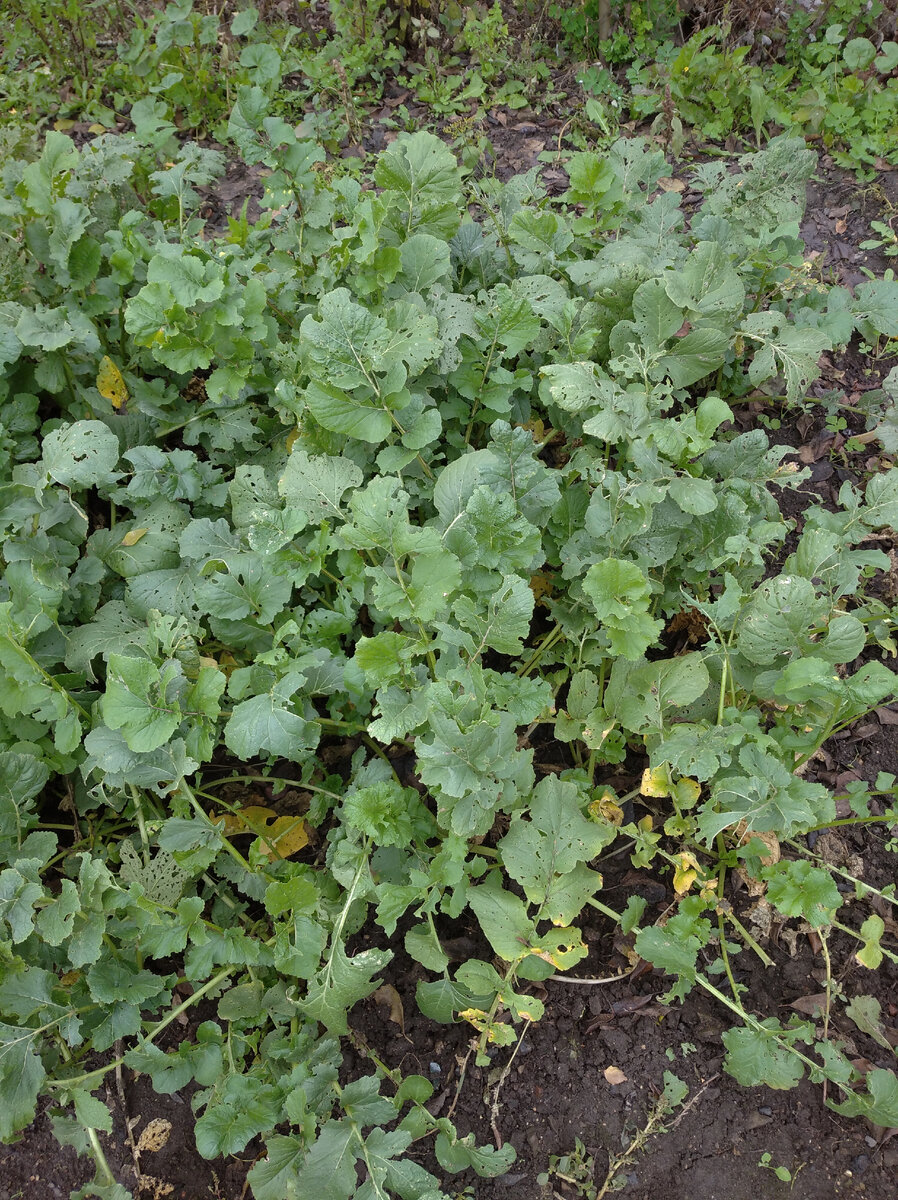 Редечная плантация