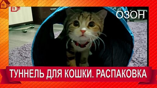 Переводчик на кошачий язык