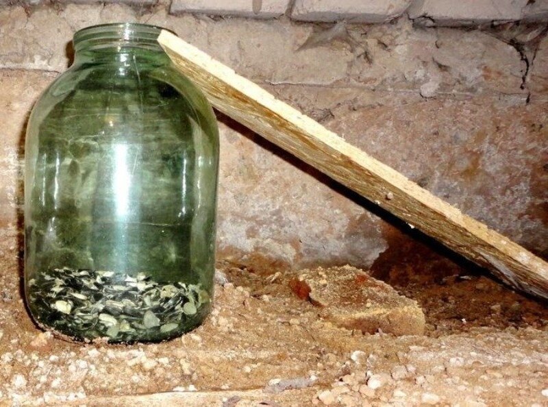 Ловушка для мышей (фото с сайта remoskop.ru)