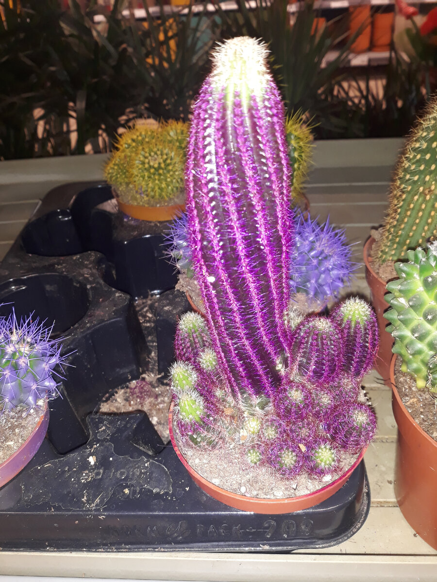 Вот такого красавчика вчера в магазине встретила. Чуть не купила. Веселенький