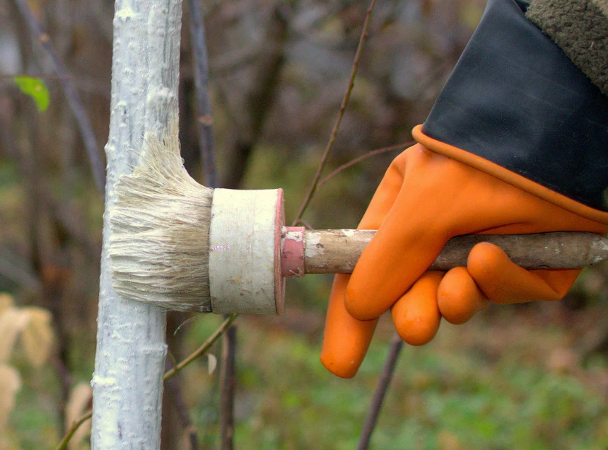 Фотография взята из источника sovet.boltai.com