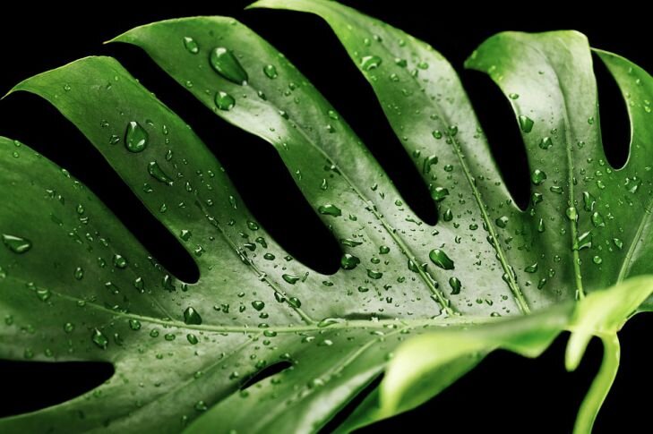 Фото: Pixabay