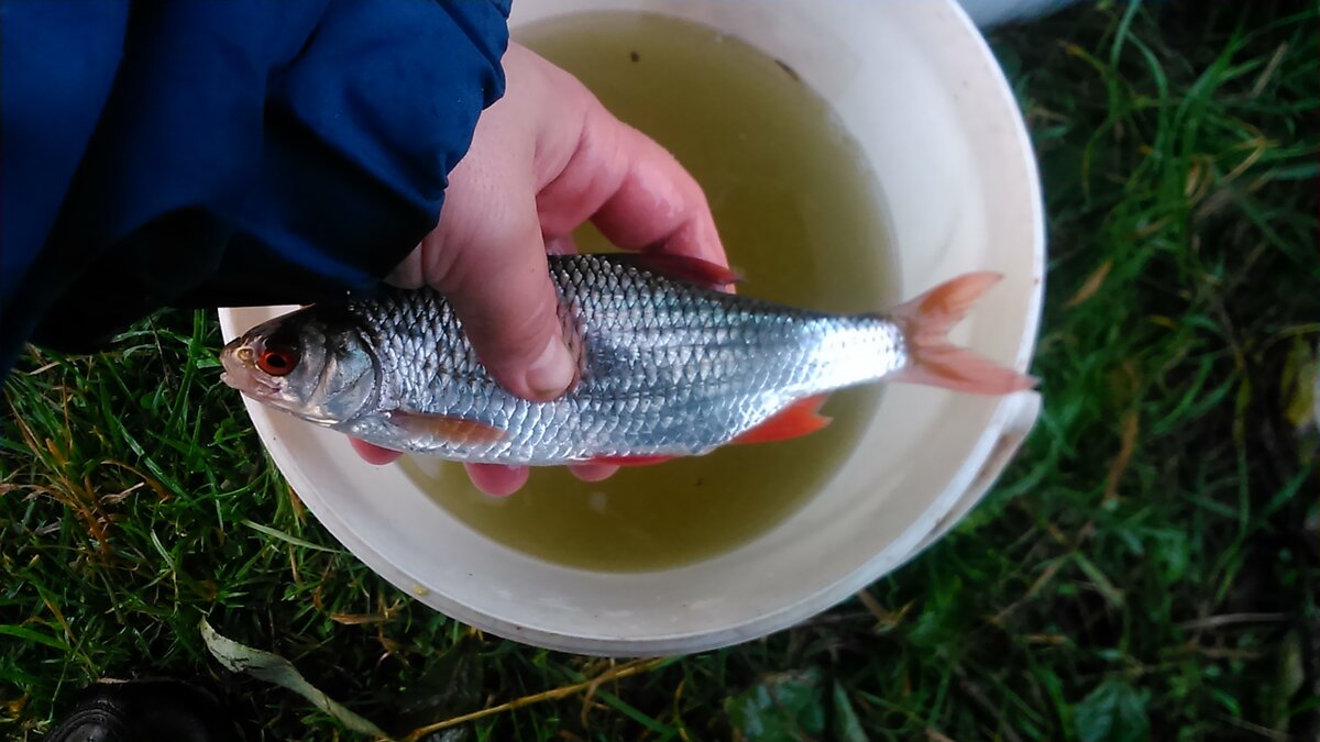 Первая трудовая плотвичка
