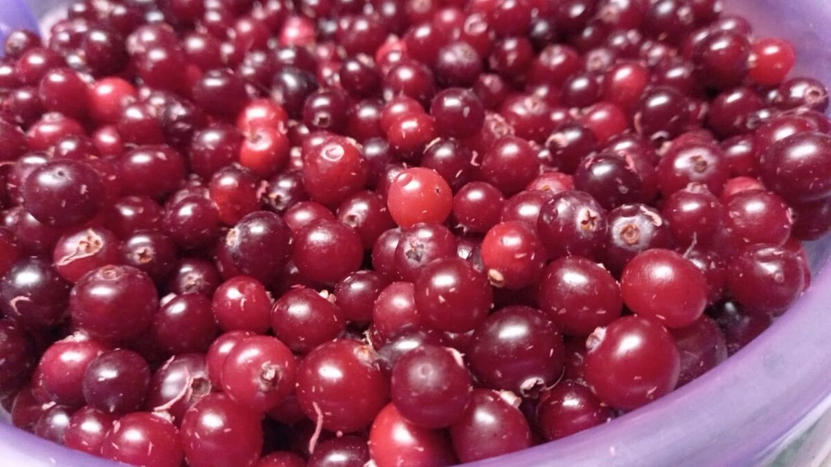 Клюква со Святого болота Костромская область. Поздний сбор. Очень сладкая и вкусная ягода