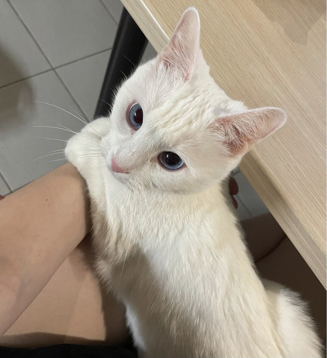 "Уехали" практически приравнивалось к "бросили", а от "бросили" недалеко и до "выставили на помойку" - события в голове кошки развивались стремительно 😅