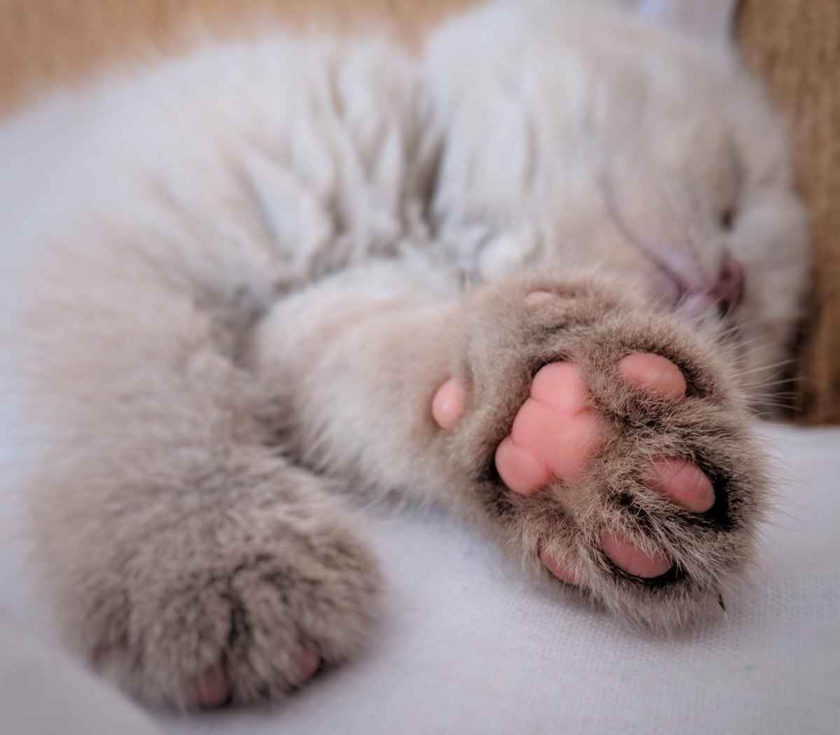 Фото из Интернета.