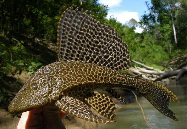 https://fanfishka.ru/akvariumnye-stati/akvariumnye_rybki/1422-pterigopliht-parchovyy-som-soderzhanie-sovmestimost-foto-video-obzor.html