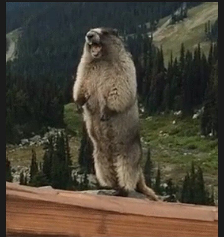 Орет суслик