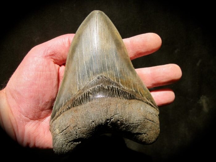 Зуб мегалодона