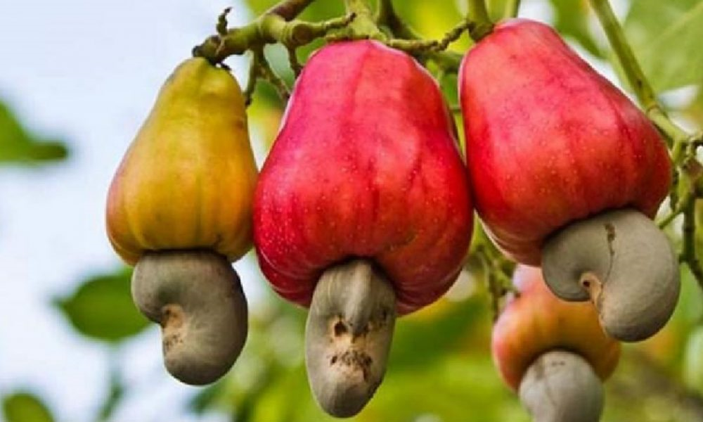 Дерево с плодами ореха кешью (яблоки)