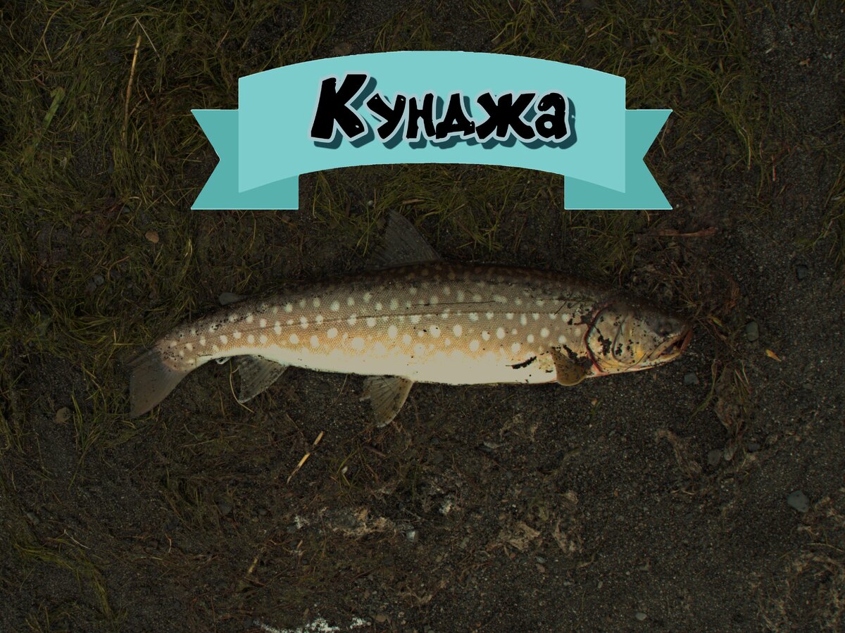 лосось с жёлтой икрой