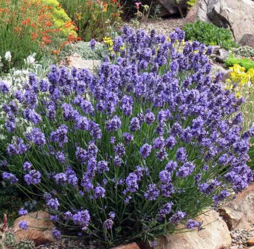 Лаванда в ландшафтном дизайне. Фото: картинки:яндекс