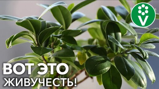 Топ-6 комнатных растений, которые удивят жизнестойкостью! Неприхотливые и теневыносливые комнатные цветы 🪴