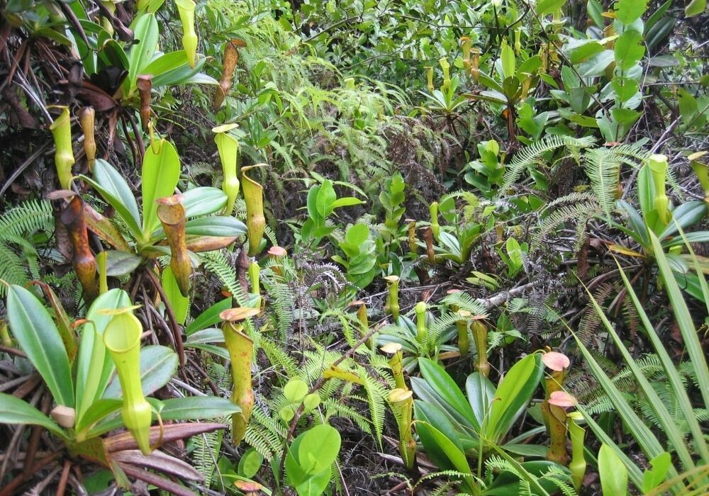 Плотоядные растения в дикой природе