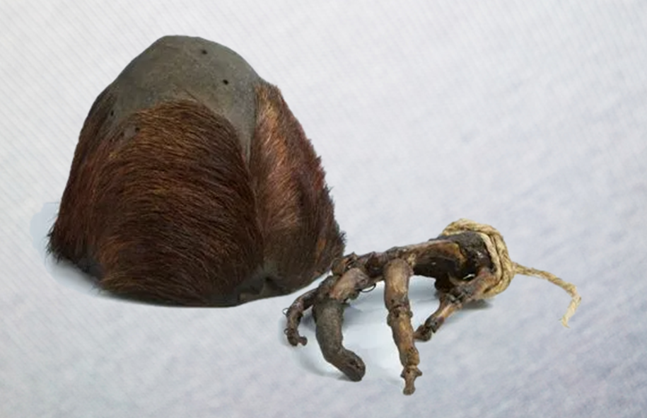 Фрагмент шкуры и скелет руки снежного человека, хранившихся в монастыре Пангбоче. 