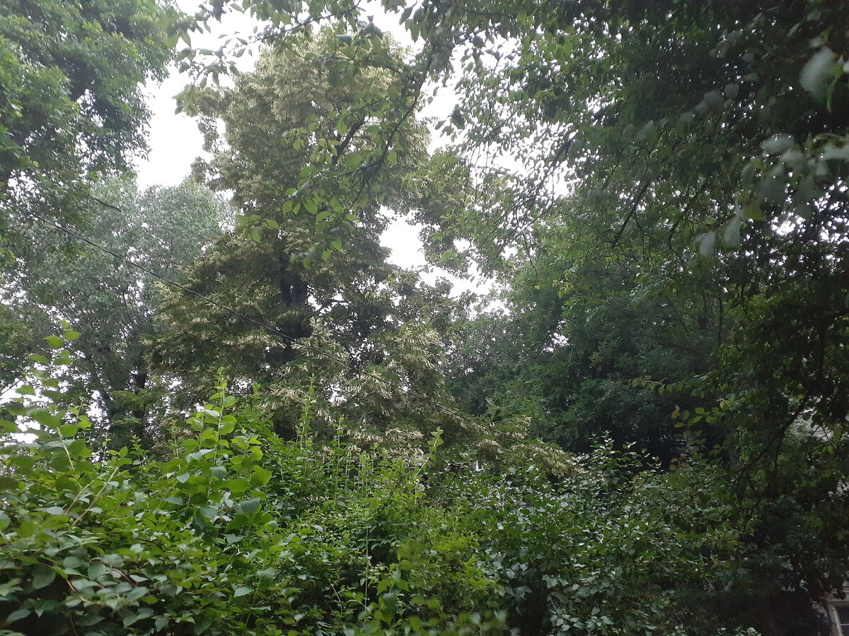 Сегодня погода дождливая.