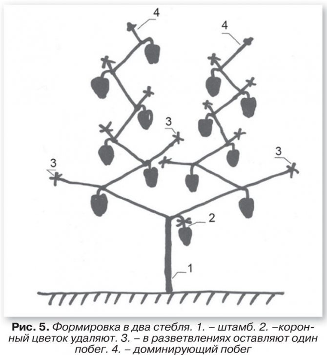 Картинка с Яндекса