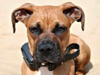 Эффективные помощники в тренировках и коррекции поведения - электроошейники для собак